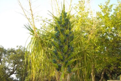 Puya Alpestris villa piccolo