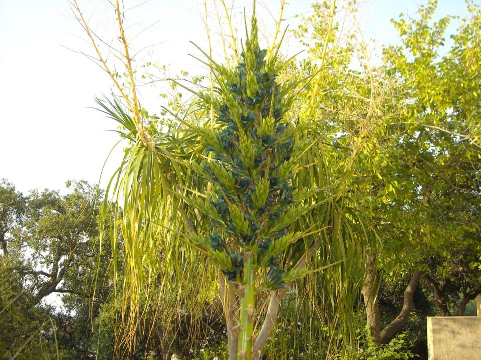 Puya Alpestris villa piccolo